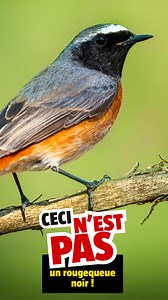 Rougequeue noir et rougequeue à front blanc : deux petits oiseaux, un grand jeu d’observation ! Envie d’un défi nature ? Apprenez à différencier ces deux passereaux dans notre nouvelle vidéo. | La Salamandre