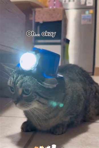 Prove that cats are really useful🐱🥰#cat #ctas #kitten #fyp #funny