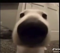 Funny Dog Memes Compilation