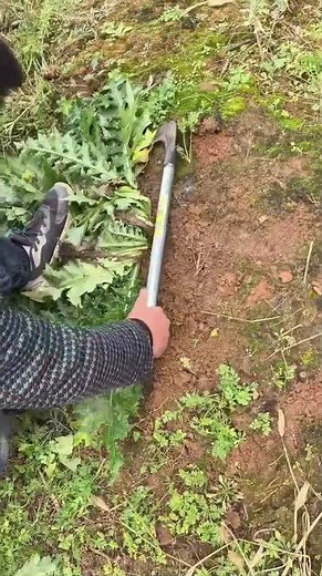 Countryside Wild Vegetable Digging Secrets: Full Guide on Hoe Digging!