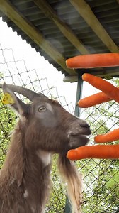 Snack time! #GOAT | Bored Panda Animals