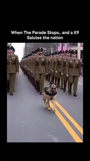 KNOWLEDGE HUB on Instagram: "🐾 When the Parade Stops… And K9 Salutes the Nation • K9 units are trained for obedience from a young age. • Saluting is not instinct — it is learned behavior. • Dogs follow cues from their handler precisely. • Parade environments are noisy and full of distractions. • K9s maintain focus through repetition. • Muscle memory allows precise movements. • Saluting requires sitting, lifting a paw, or standing tall. • Eye contact reinforces the signal. • Positive reinforceme
