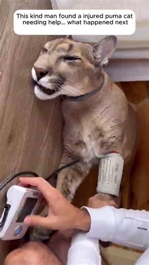 This Kind Man Found an Injured Puma Needing Help… What Happened Next #shorts