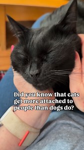 263K views · 16K reactions | Is your cat attached to you? ❤️ #soulcat #cats #catfacts #blackcat #tabbycat #whitecat #graycat #catlove #fyp #catvideos #purr #meowed | The Cat Crew | Facebook