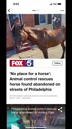 Darien the stray horse from Philly arrived today! We are so happy to be his next step in his journey to find a forever home! #stray #strayhorse #abandoned #neglect #acct #philly #philadelphia #cbs3 #fox29 #lastchanceranch #quakertown #rescue #horse #pony #skinny #adopt