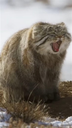 grumpy looking cat with interesting hunting technique #cats #hunting #wildlife