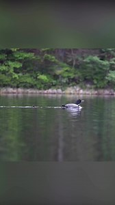 Loon with his chick was not happy with a visiting loon circling the lake. The “Yodel” is a territorial warning. | Ray Yeager - RTY Photography