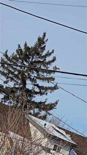 Stitch the red squirrel opens it up #short #squirrel #squirrelwatching