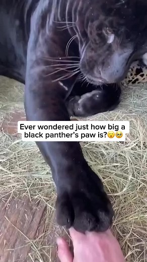 The black jaguar—often referred to as a black panther—is a rare and captivating melanistic variation of the jaguar species. Its dark, shadowy coat is the result of a genetic mutation that enhances black pigmentation, yet under the right light, you can still spot the jaguar’s signature rosette patterns subtly hidden beneath the surface. Native to the dense rainforests of South America, especially the Amazon, these elusive cats are known for their strength, stealth, and remarkable swimming abiliti