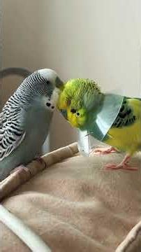 #birb #birds #vogel #parrot #wellensittich #budgies