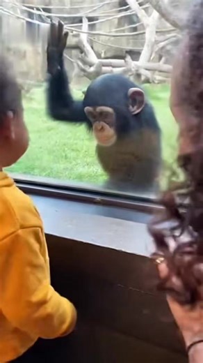 Cute chimpanzee baby ❤️. #orangutans #gorilla #wildlife #animals #chimpanzee #fblifestyle | Tagob Reel