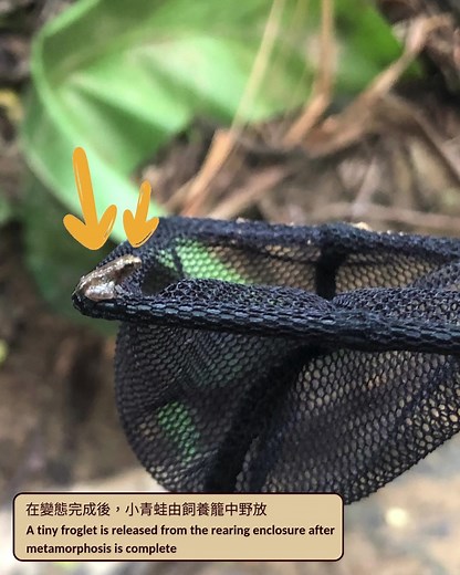 【 對盧氏小樹蛙持續的保育行動 】 自1995年，動物保育部致力投身於物種行動計劃，以保育其中一種曾被認為特有種的動物 - 盧氏小樹蛙。在赤鱲角機場興建期間，這物種的主要棲息地受到影響，所以本地兩爬專家聯同漁農自然護理處採取保育行動，牠們被轉移至安全及合適的生境，當中包括嘉道理農場。 而我們最近的工作中，我們收集了盧氏小樹蛙的蝌蚪並釋放在人工水池的飼養籠內，人工水池於嘉道理農場保護的保育地點內，而飼養籠除了能有效地阻隔捕食者以確保牠們的安全外，亦能讓牠們可以獲得來自大自然的食物和水質，當變態完成後，小青蛙便會釋放至保育地點中自由生活。2024年的監察結果令人鼓舞，我們恆常地在保育地點內發現蛙卵、蝌蚪及成體。在近幾星期我們亦能聽到幾隻成體的叫聲，證明了牠的群落正持續並強韌地成長。 請支持我們的保育工作，有你的捐款，我們的貢獻能夠繼續延續。點按這裡 (https://www.kfbg.org/en/donation)瞭解更多。 【 An On-going Conservation Action on Romer’s Tree Frog 】 Since 1995, the Fauna Con