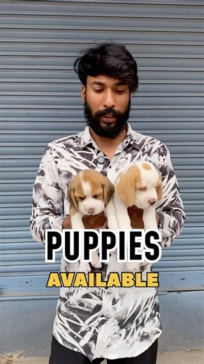 💥Beagle dog 🐶 #beaglepuppy #mrhobbyisttamil