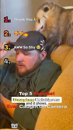 Top 4 Cutest Possum Moments That Will Surprise You 🐾