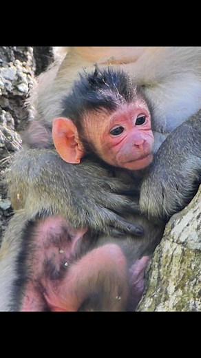 Adorable Newborn Monkey Full of Life and Love | Nature Life