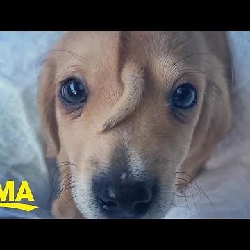 Rescue puppy named Narwhal has a tail on his forehead and is 'perfectly healthy' l GMA Digital