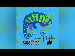 Warning!!! Live Feeding. Ball python vs. Rat