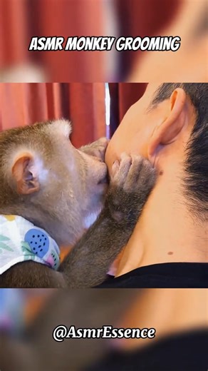 See what happens 😉 #pimplepopper #satisfyingvideos #satisfyingskincare #pimplepopping #blackheadremoval #skincarevideos #dermatology #skincareroutine #oddlysatisfying #pimplepoppingsatisfying #closeupvideo #skincaretips #clearskinjourney #cleanpores #instaskincare #grosslysatisfying #satisfyedit #skingoals #skinclinic | Derm burst