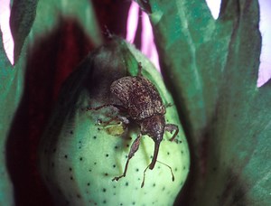 How Does The Boll Weevil Destroy The Cotton Plant?