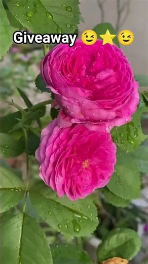 அழகான ரோஜா செடி தீபம் வேலை கொடுக்கப் போறோம் லக்கின அஞ்சு பேருக்கு#reel#tamil#plants#offer#roseபூlant