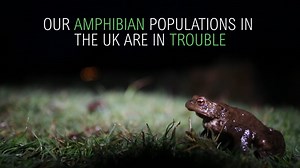 Toad Patrol 2018 Promotional Film