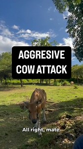 15K views · 209 reactions | “Is That Your Mate”… See you all soon. #australia #america #montyfranklin #words #language #comedy #funny #lesson #tutorial | Monty Franklin | Facebook