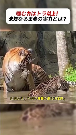 噛む力はトラ以上！未知なる王者の実力とは？ #豆知識 #動物雑学 #驚き #サバンナの王者 #ジャガー