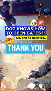 Here are few of our favorite moments with Ripley the Talking Australian Shepherd ❤️ | Lets Go Rip