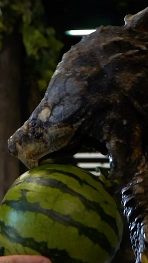 B R I A N B A R C Z Y K on Instagram: "Alligator Snapping Turtle vs Watermelon. I have a good idea who will win.. bowser is one incredible animal and is featured in tomorrow’s Vlog! So make sure to tune into that! #alligatorsnappingturtle #snappingturtle #turtle #wildanimals #reptiles #livingdinosaur #reptarium #brianbarcyzk"