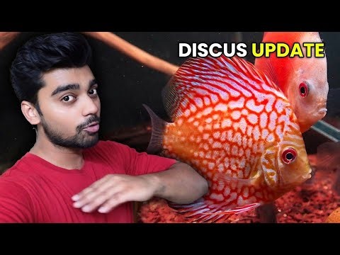 Your Discus Is Dying? Here’s How I Saved Mine