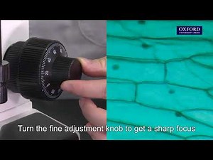 Practical 2.1 Observation with a light microscope