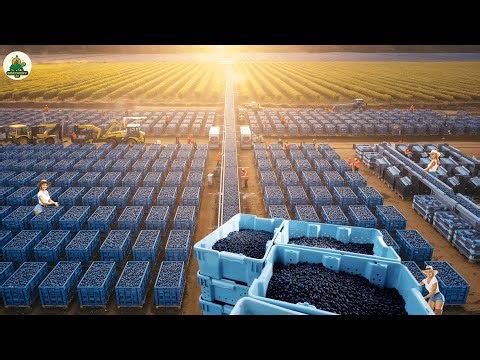 Entering American Blueberry Farms to See How People Live and Work Here