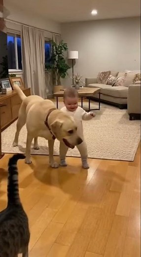 “CCTV Captures Tender Moment as Cat and Labrador Gently Teach a Child to Take First Steps”