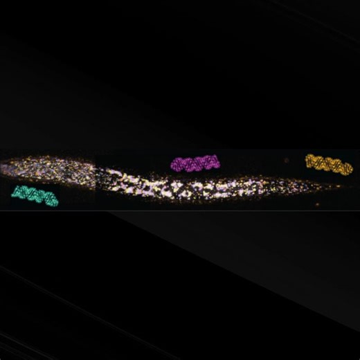 RNA Can be Passed Down for Generations | Cell And Molecular Biology