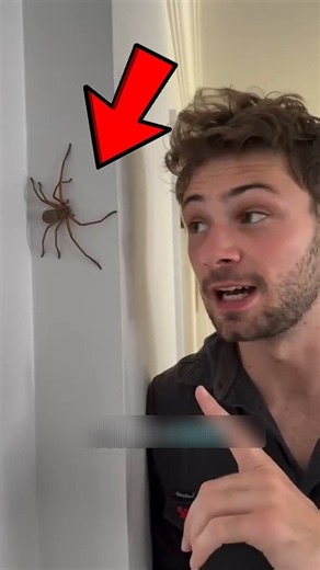 What to Do If a Spider Bites You! 🕷️😱 The Right First Aid