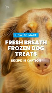 Dogs Naturally Magazine on Reels