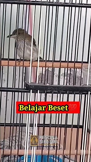 SIRI-SIRI KECIL MUDA BELAJAR BESET❗❗ #sirisiri #sirisirigacor