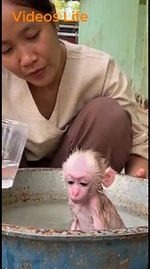 Baby monkey pleased with the bath | Videos Life
