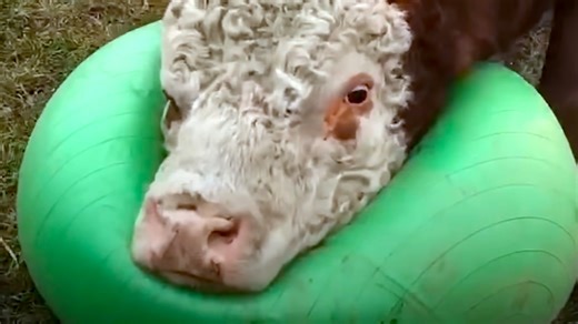 Big Bull Loves to Play With Exercise Balls Until They Pop