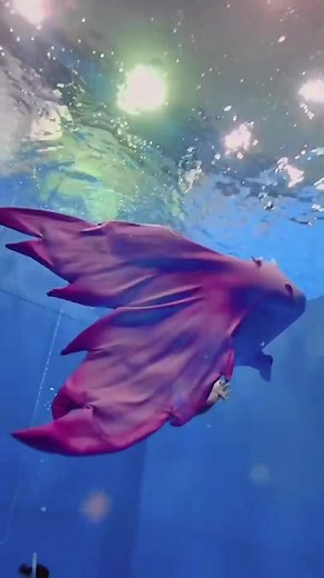 人魚でも 水中でも踊れるダンスないかなぁ…？ #mermaid #マーメイド #人魚姫 #水中パフォーマー #マーメイドスイム #人魚 #コスプレ #mermaidlife #おすすめにのりたい #おすすめのりたい