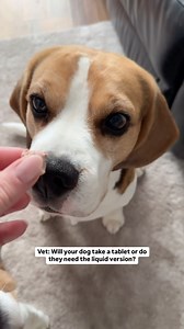 Naturally I had to make a fake version for Stanley as he joined the line 😂 #stanandollie #beagle #dog #cutedog #hungrydog #dogsofinstagram | Beagle brothers, Stanley and Ollie.