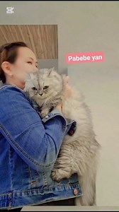 Most gentle , calm & docile cat #persiancat | Mary Ann Senones Ninofranco