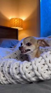 Chihuahua shivering like crazy under blanket from cold Dad pulls blanket → grabs him → straight to shower for "wake up" 🤣 Chihuahua barking and struggling the whole way Baby puppy just watched and rolled on floor laughing #dog #chihuahua #viral #funny #shower #AI | BarkBot Studios