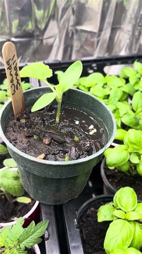 The grow room is full! #gardening #basil #tomatoes