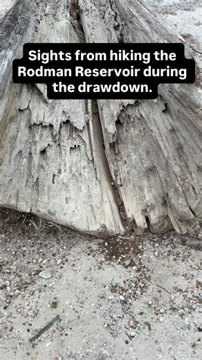 Reminders of what the reservoir was, a massive floodplain forest and what it could be again. | Ryan Worthington