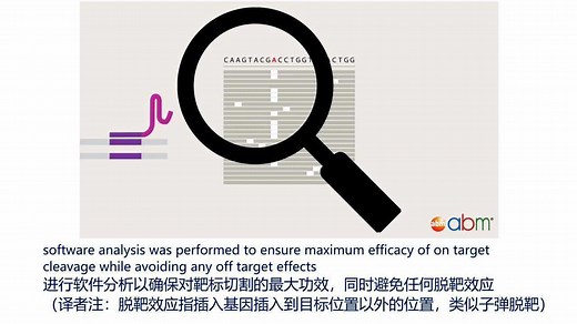 如何用CRISPR在基因组中精确插入外源基因