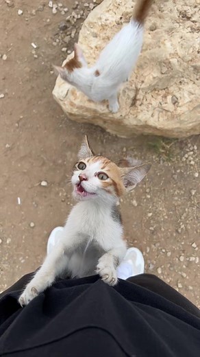 ‏Morning #cat #cats #catsoftiktok #kitten