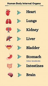 Human Body Internal Organs #englishlearning #fbreels2025ツ #internalbody #bodypartslearning #humanbodysystems #learnenglish #englishvocab #humanbody #exploremore #humanbodyorgan #doyouknow | Sensible Edu