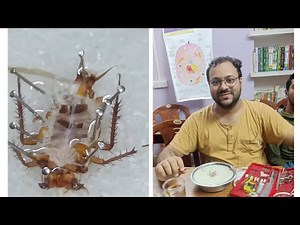 Morphology of Cockroach and Dissection procedure