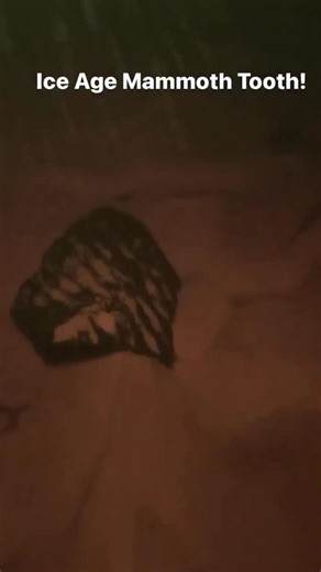 Pulled this Pleistocene mammoth tooth straight from the underwater time capsule 🦣🌊 This tooth is tens of thousands of years old, from an Ice Age giant that once roamed Florida when sea levels were lower and the landscape looked more like open savanna than coastline. Each ridge tells a story of grinding grasses, cold climates, and a world long gone—until today. #Pleistocene #MammothTooth #UnderwaterFossils #IceAgeFinds | Every Day I'm Shoveling